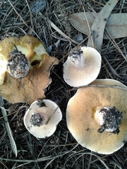 Suillus bellinii