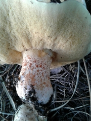 Suillus bellinii