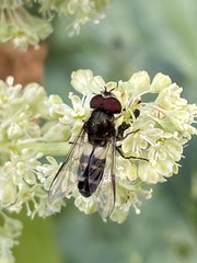 Leucozona laternaria