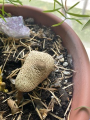 Agaricaceae
