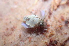 Entomophthoraceae
