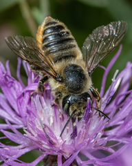 Megachile latimanus