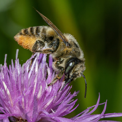 Megachile latimanus