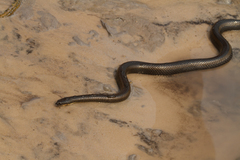 Bangweulu Water Snake photo 3