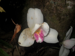 Lycaste virginalis