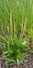 Plantago eriopoda