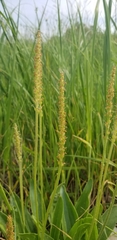 Plantago eriopoda