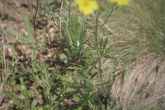 Potentilla recta laciniosa