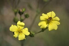 Potentilla recta laciniosa
