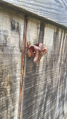 Callosamia promethea