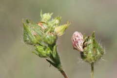Potentilla recta laciniosa