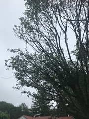 Lymantria dispar dispar