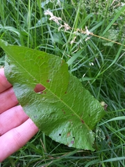 Rumex obtusifolius