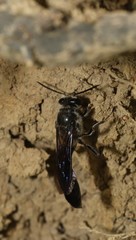 Trypoxylon lactitarse