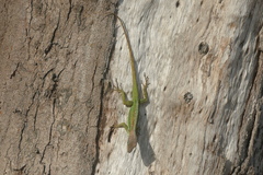 Anolis extremus
