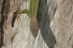 Anolis extremus