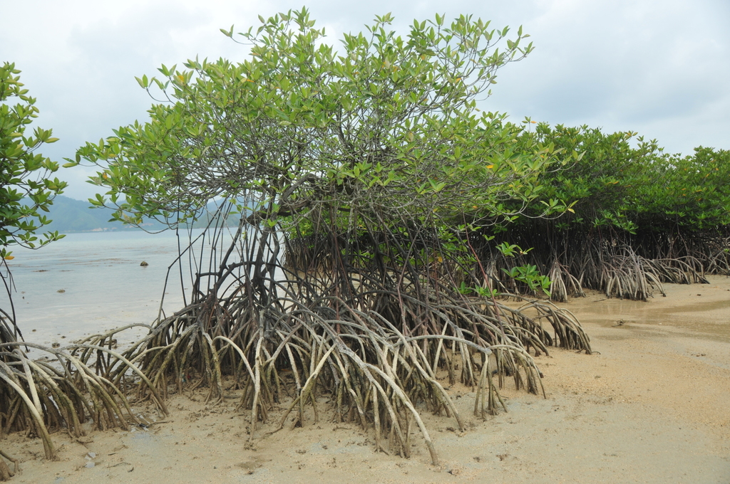 Đước đôi – Rhizophora apiculata