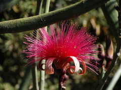 Pseudobombax ellipticum