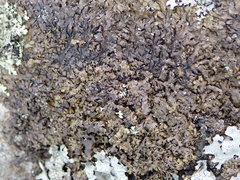 Xanthoparmelia loxodes