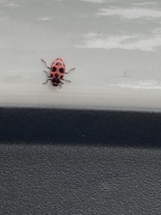 Coleomegilla maculata lengi