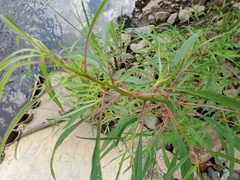 Amaranthus cannabinus