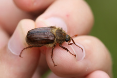 Amphimallon fallenii