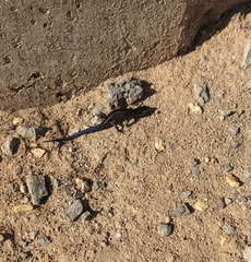 Plestiodon obsoletus