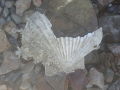 Pecten novaezelandiae
