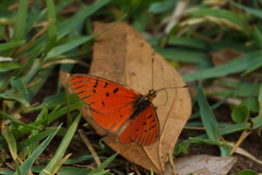 Acraea atolmis