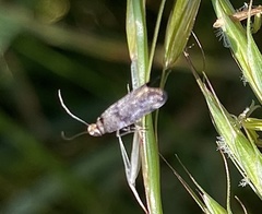 Glyphipterigidae