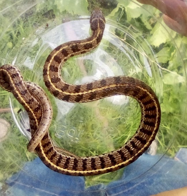 Short-tail Alpine Garter Snake From Calle Emiliano Zapata, Toluca De ...