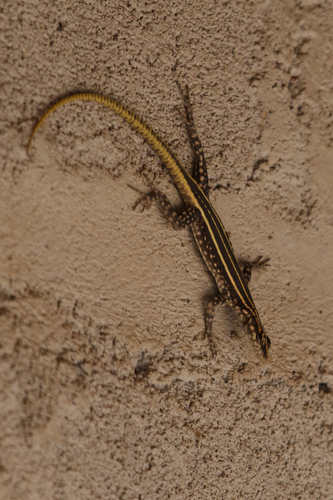 Zimbabwe Flat Lizard