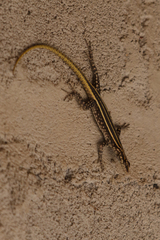 Platysaurus intermedius rhodesianus