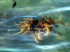 Carpophyllum maschalocarpum