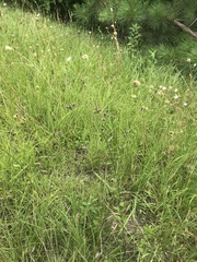 Cirsium carolinianum