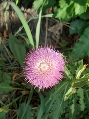 Carduus nutans