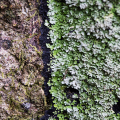 Pannaria implexa