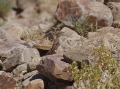 Certhilauda subcoronata