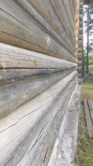 Chaenotheca phaeocephala