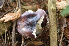 Russula caerulea