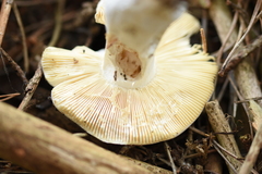 Russula caerulea