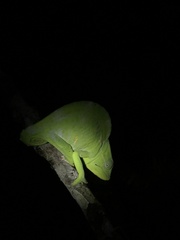 Trioceros deremensis