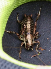 Cyphoderris
