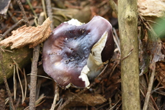 Russula caerulea