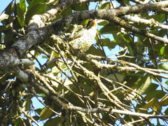 Phibalura flavirostris