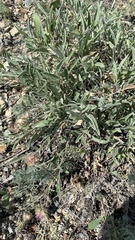 Psephellus marschallianus