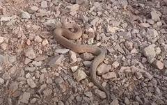 Daboia mauritanica
