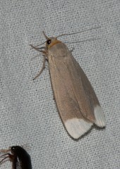 Sidyma albifinis