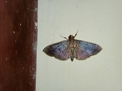 Coptobasis