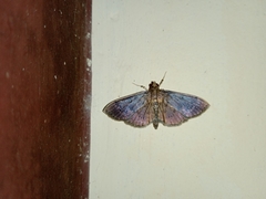 Coptobasis